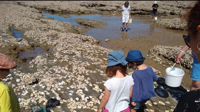 Les petites bêtes des Rochers
