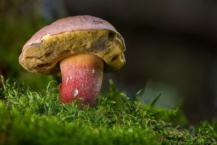 Balade nature dans le joli monde des champignons