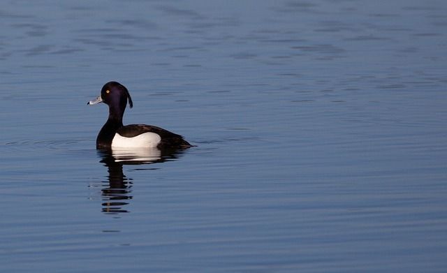 Sortie ornithologique : les hivernants du lac de Beaulieu à Couëron