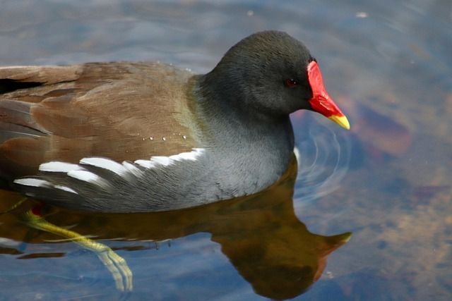 Observation d'oiseaux au bord de l'Erdre
