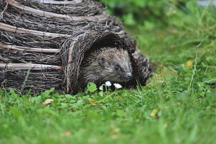 Ressuscitons la biodiversité !