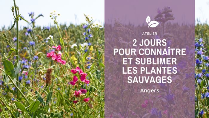 2 jours pour sublimer les plantes sauvages