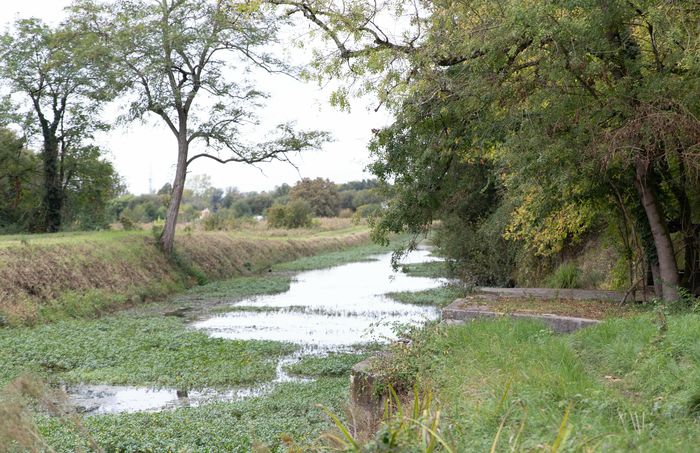 Les arbres, voyageurs de bords de Jalle