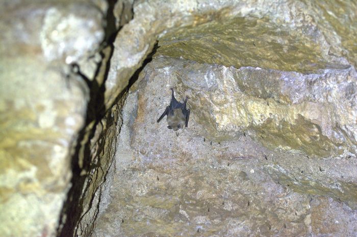Nuit de la Chauve-souris à Bio