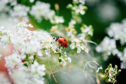 Exposition - " Insectes, une extraordinaire diversité"