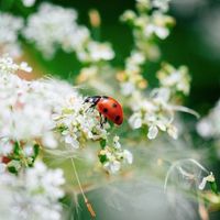 Exposition - " Insectes, une extraordinaire diversité"