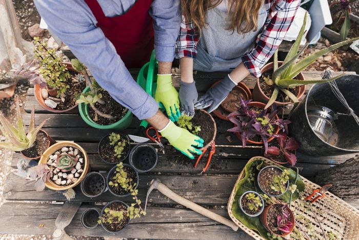 Atelier jardinage - rempotage