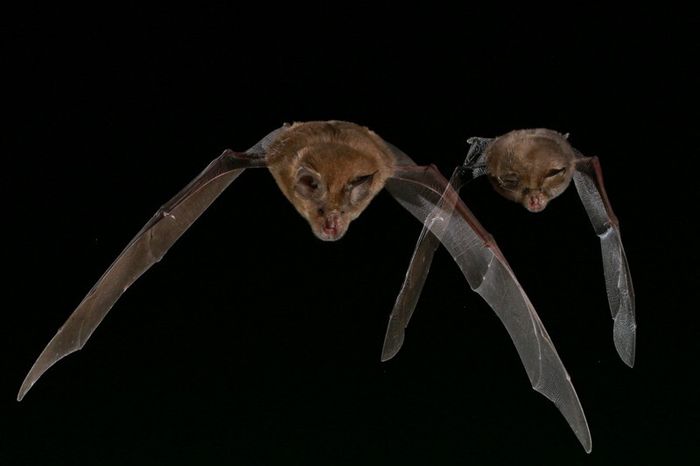 NUIT DE LA CHAUVE-SOURIS SUR LA RNR DE LA MASSONNE