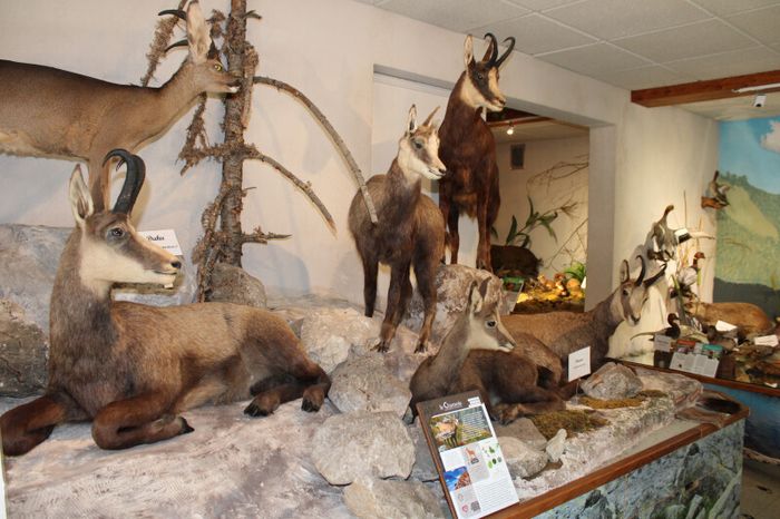 Visite libre ou enquêtes au Musée de la Faune