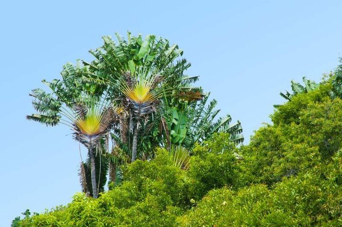 Balade-spectacle au sentier des Ravenales, l'arbre du voyageur