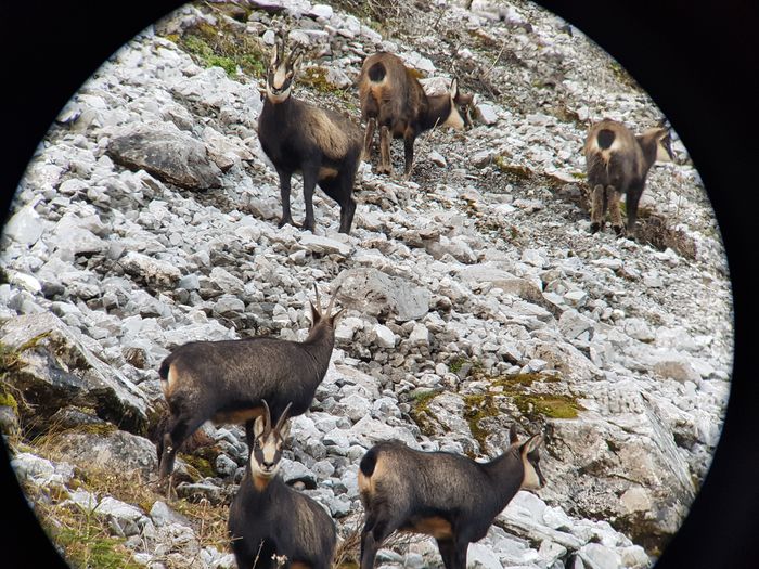 Le bouquetin et le chamois - EnQuête de leur vie sauvage