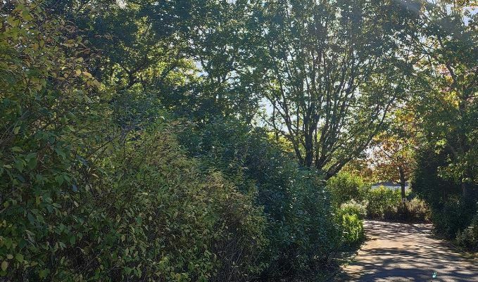Table ronde : L’arbre à Rezé aujourd’hui… et demain ?