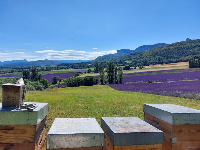 Visite de miellerie et dégustation de miels