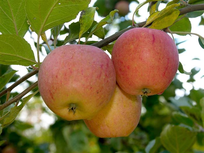 Découverte des fruitiers de la région et dégustation