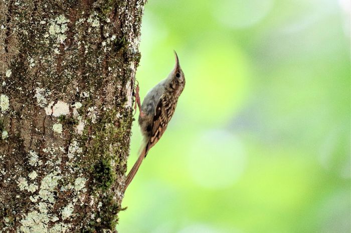 Stage d’initiation à la reconnaissance des chants des oiseaux
