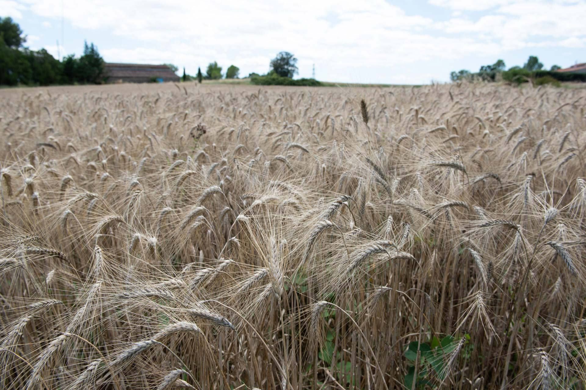 Récolte des céréales anciennes