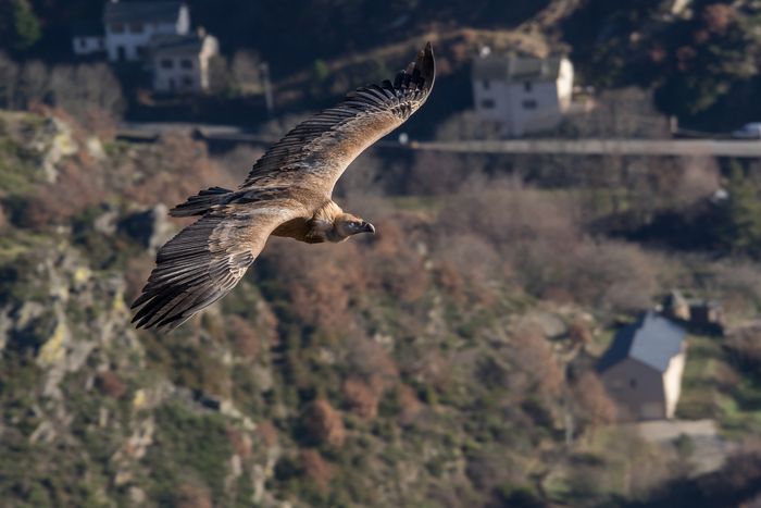 Point d'observation au Caroux à Saint-martin-de-l'arçon — le 26 août 2026