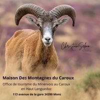 Expo photo "Les mouflons du Caroux"