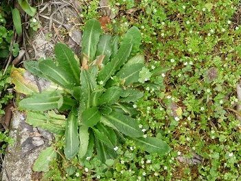 Visite : les plantes dauvages de ma rue