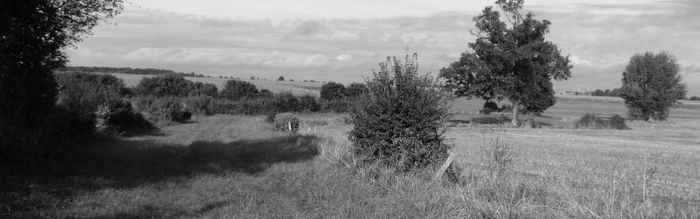 Journée plantation d’arbres
