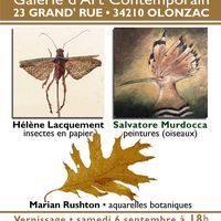 Expo d'insectes en papier, peintures & aquarelles botanique