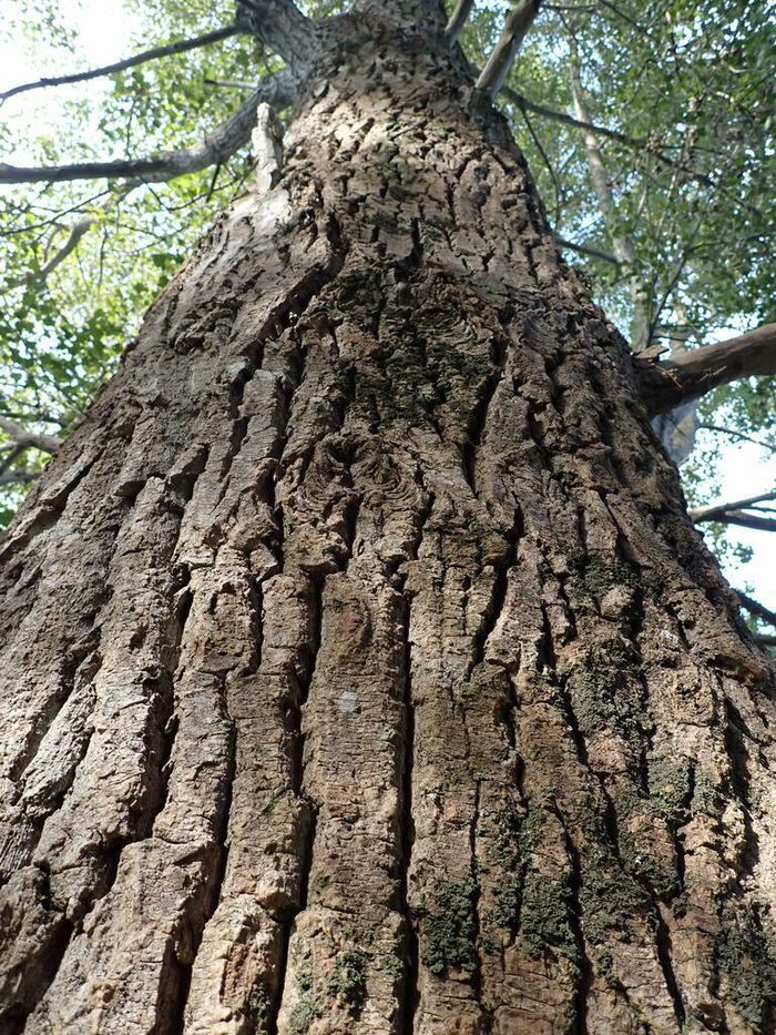 Balade naturaliste : 