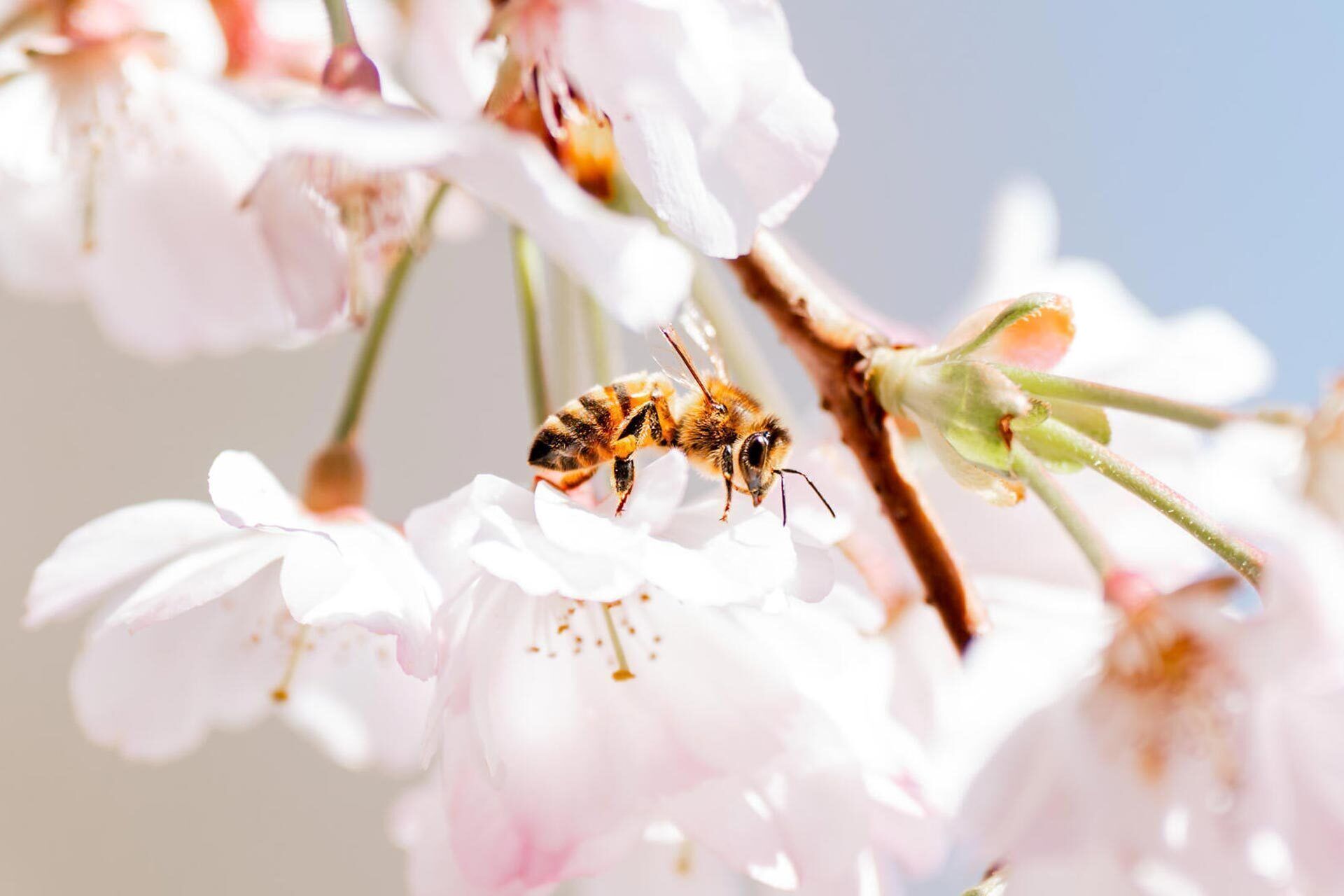 Environnement et pollinisateurs