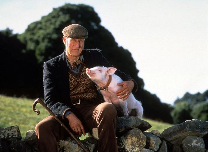 Projection - "Babe, le cochon devenu berger" (1995)