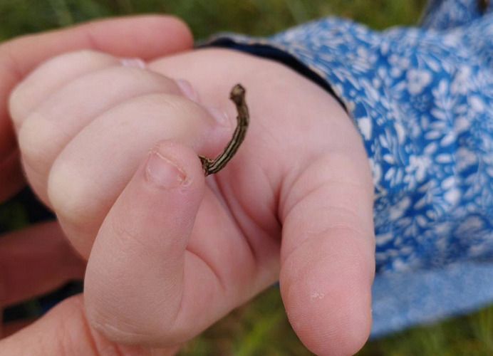 Balade nature en famille : À la rencontre des petites bêtes