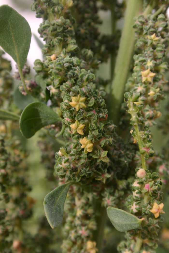 Conférence scientifique, musicale et dégustative : le quinoa, alimentation saine contre le cancer