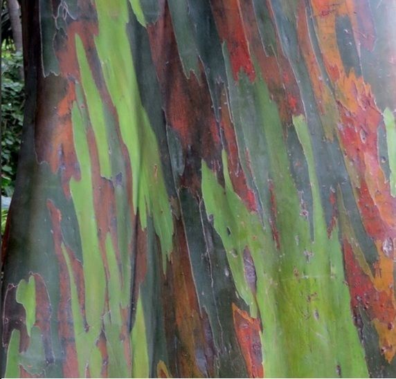 Viens réaliser une peinture sur un support original et écologique : l'écorce de bois.