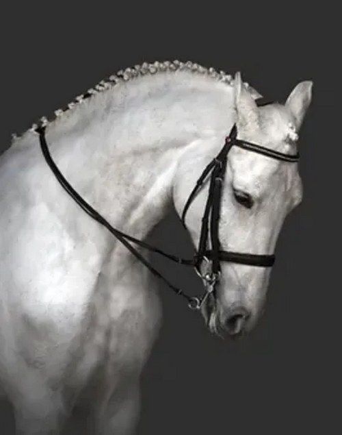 Salon du cheval au Parc des expositions