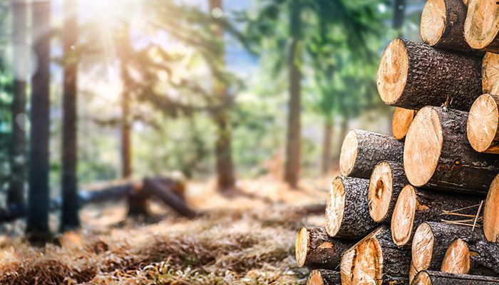 Shared Forest: Resources, Management and Economic Stakes