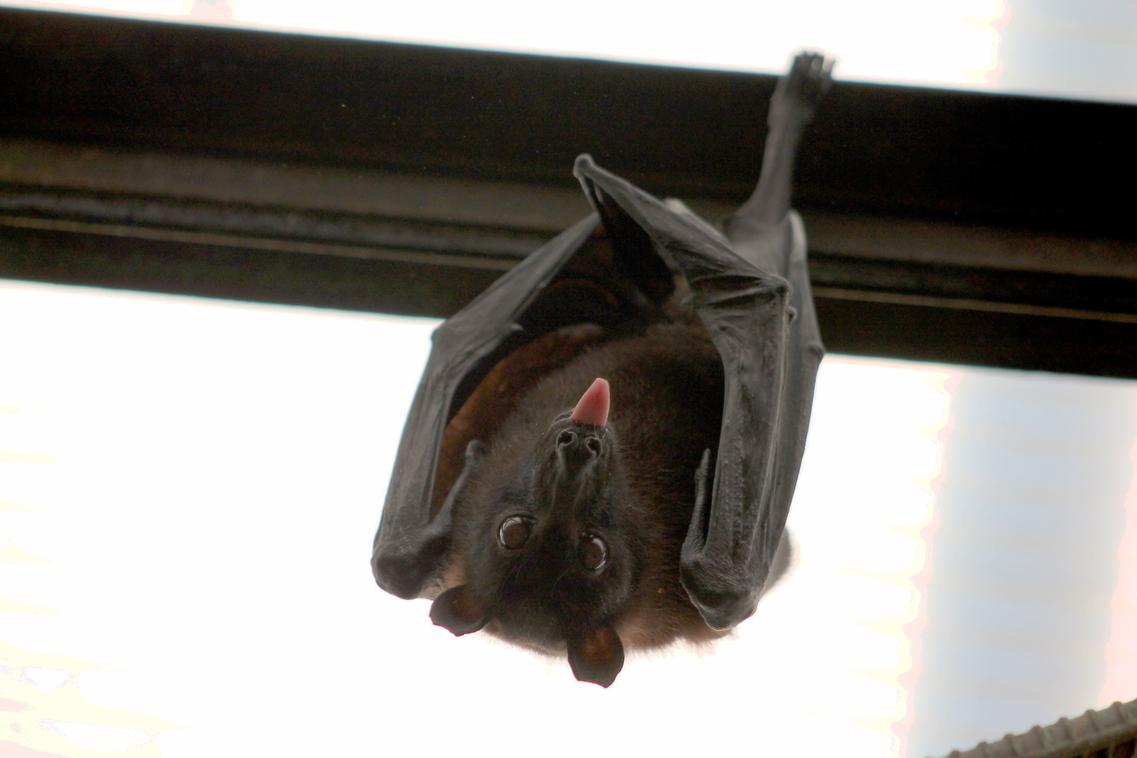 Chauves-souris, demoiselles de la nuit