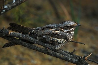 Balade au crépuscule en forêt : à la recherche de l’engoulevent d’Europe