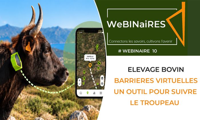 Les barrières virtuelles en élevage bovins