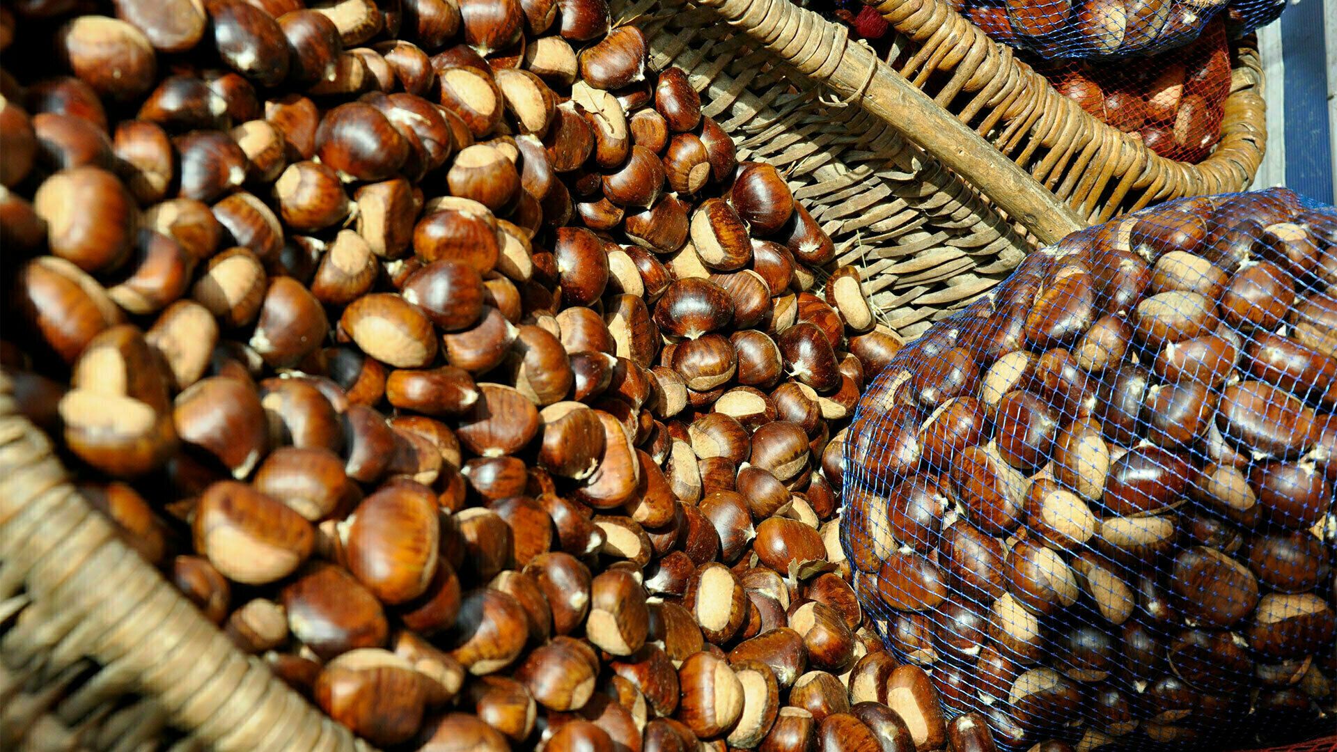 Un castanéiculteur en Cévennes