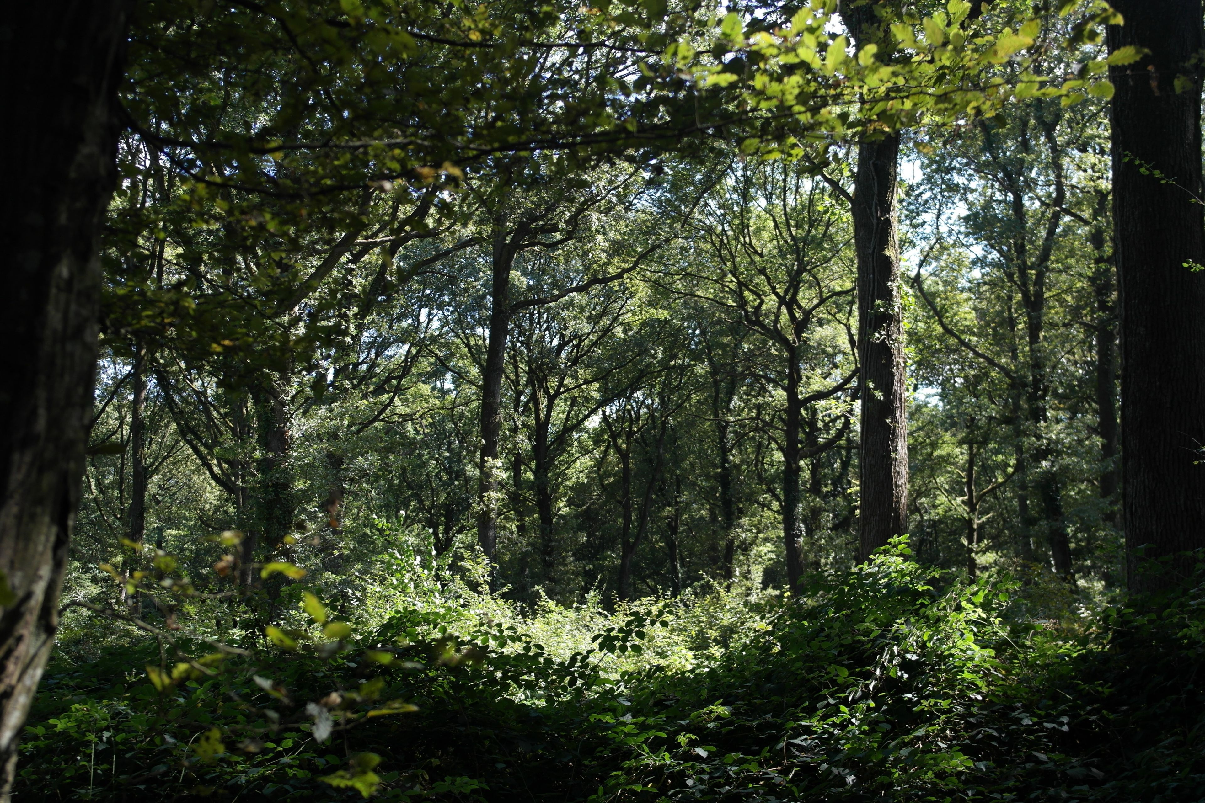 Randonnée propre et patrimoniale "Sur le chemin des Rois"