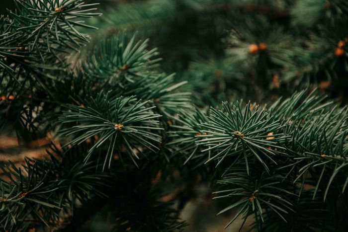 Collecte de sapins – Varennes-Vauzelles 🎄
