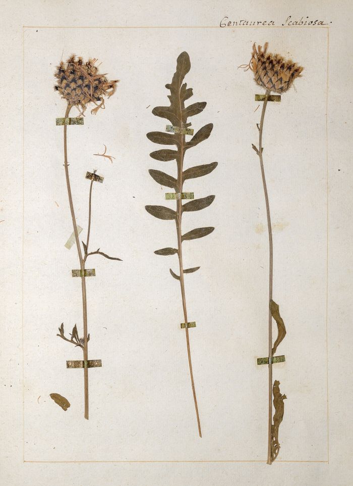 L’herbier de Jean-Jacques Rousseau