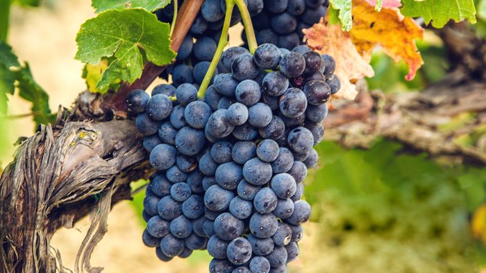 Afterwork Pinot noir : à la découverte du pinot noir