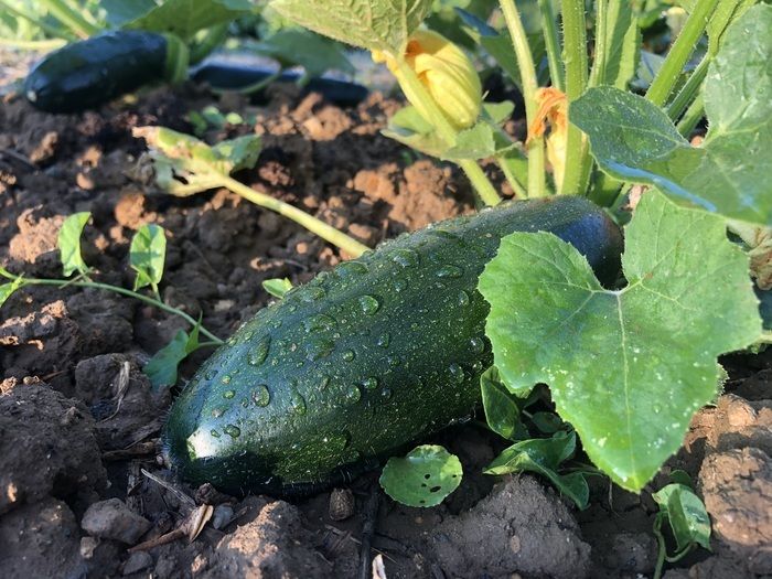 Besuchen Sie den Garten von Mauritius, profitieren Sie von den Erklärungen der anwesenden Betreuer und Kinder, die Ihnen gerne die Gerüche und Aromen ihres Gemüses und anderer Pflanzen zeigen...