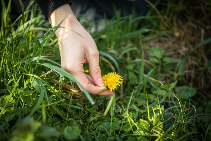 Plantes sauvages comestibles