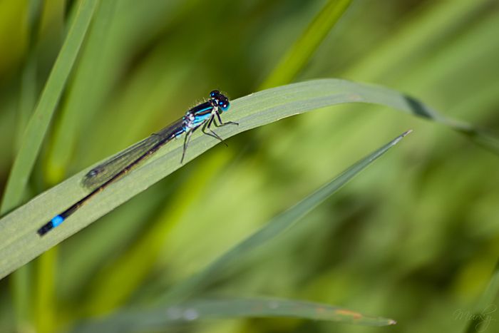 Kommen Sie und entdecken Sie die Odonates, diese Insekten mit einem länglichen Körper, die mit zwei Paaren von Membranflügeln ausgestattet sind, die normalerweise transparent sind und im Larven- und L