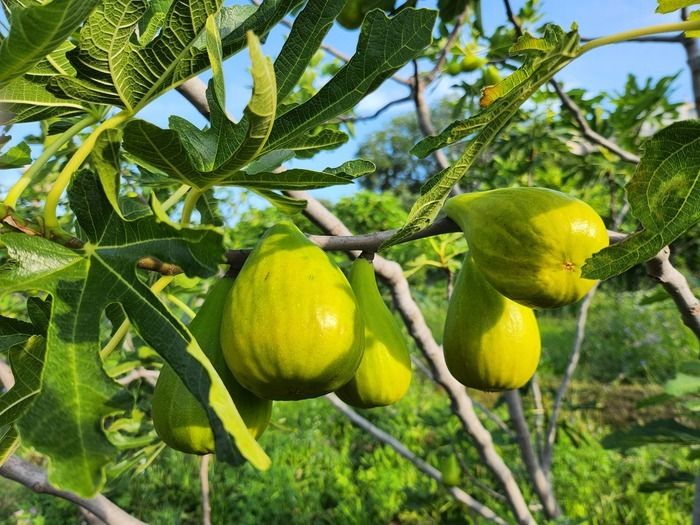 Der Obstgarten feiert! Die fünf Sinne im Garten ...