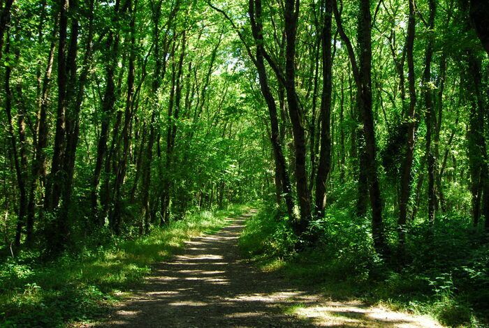 RANDONNEE DECOUVERTE DE LA BIODIVERSITE DE LA FORET DE MEUDON