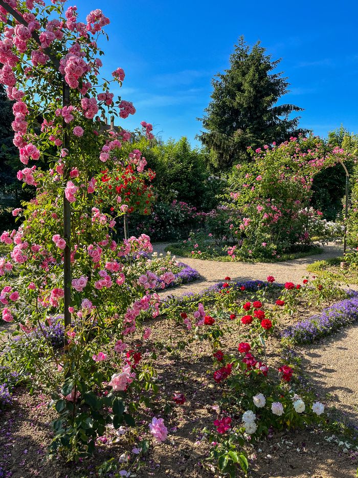 Eröffnung des Gartens von 14 bis 18 Uhr am Wochenende von 'Rendez-vous aux Jardins'. Wir bieten kostenlose oder kommentierte Touren zur Geschichte des Rosengartens an, der 2026 sein 100-jähriges Beste