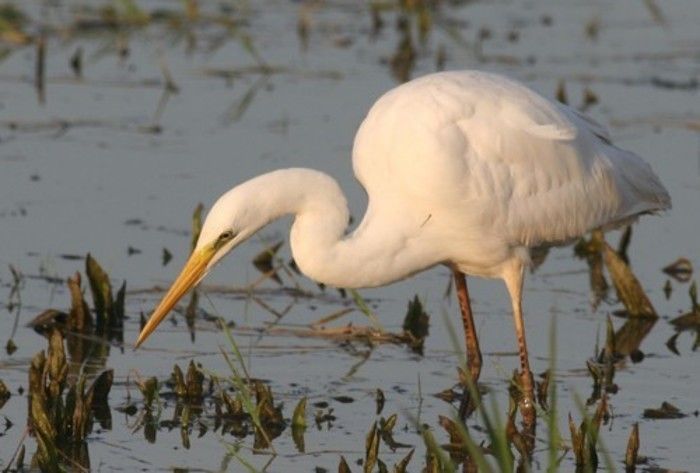 Sortie matinale pour découvrir la colonie de hérons nicheurs du lac du Der