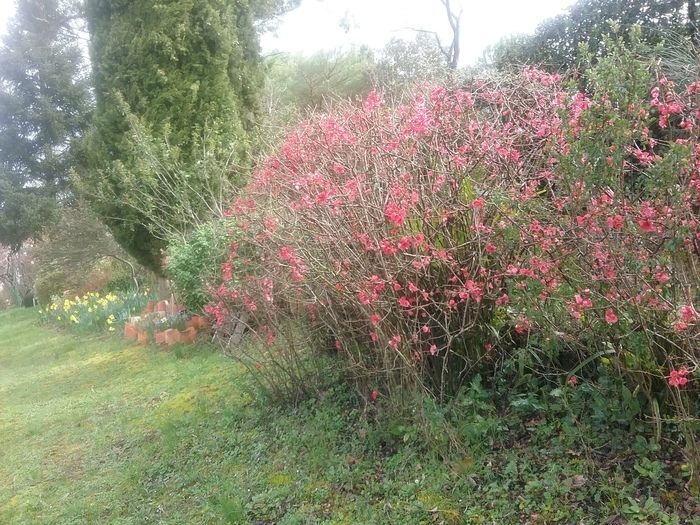 Entdecken Sie den Garten von La Pricôte in Auch. Dieser Wohngarten wurde auf einem Hügel mit Blick auf die Stadt Auch auf alten Weingütern angelegt. Aline wird Ihnen die Geschichte dieses Ortes erzähl