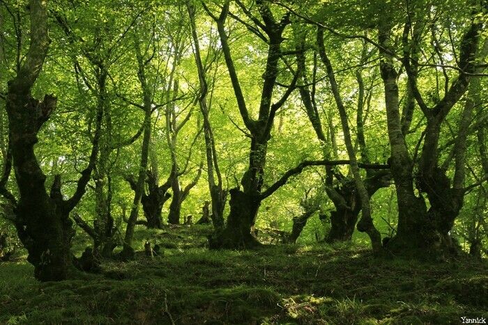 Ein Spaziergang durch den Urdains Wald, um den sensiblen Naturraum und sein lebendiges Erbe, seine Fauna und Fauna, sichtbar oder diskret zu entdecken.